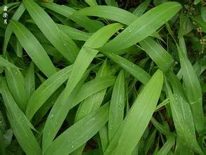 Фабрика горячей продажи напрямую поставляет 100% натуральный экстракт листьев бамбука PE из травы лофатерума.